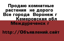 Продаю комнатные растения  не дорого - Все города, Воронеж г.  »    . Кемеровская обл.,Междуреченск г.